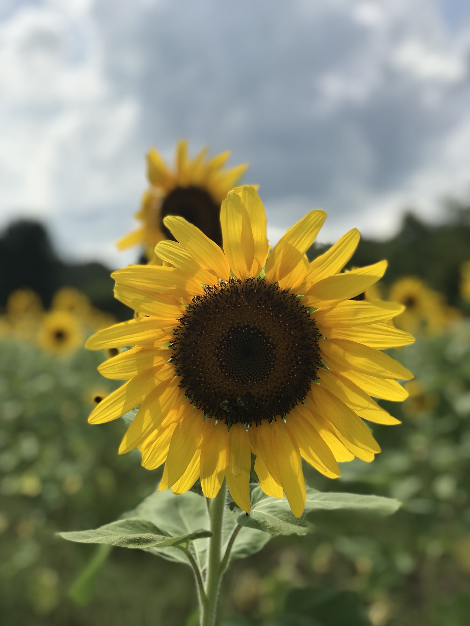 Sunflowers Picking & Thoughts on Self-Care
